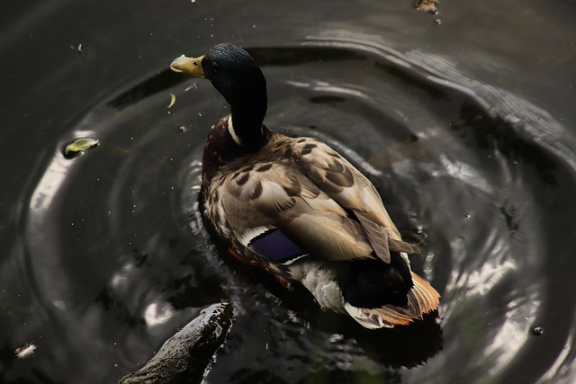 Ordfangst: Lær at spotte de skjulte ledetråde i krydsord